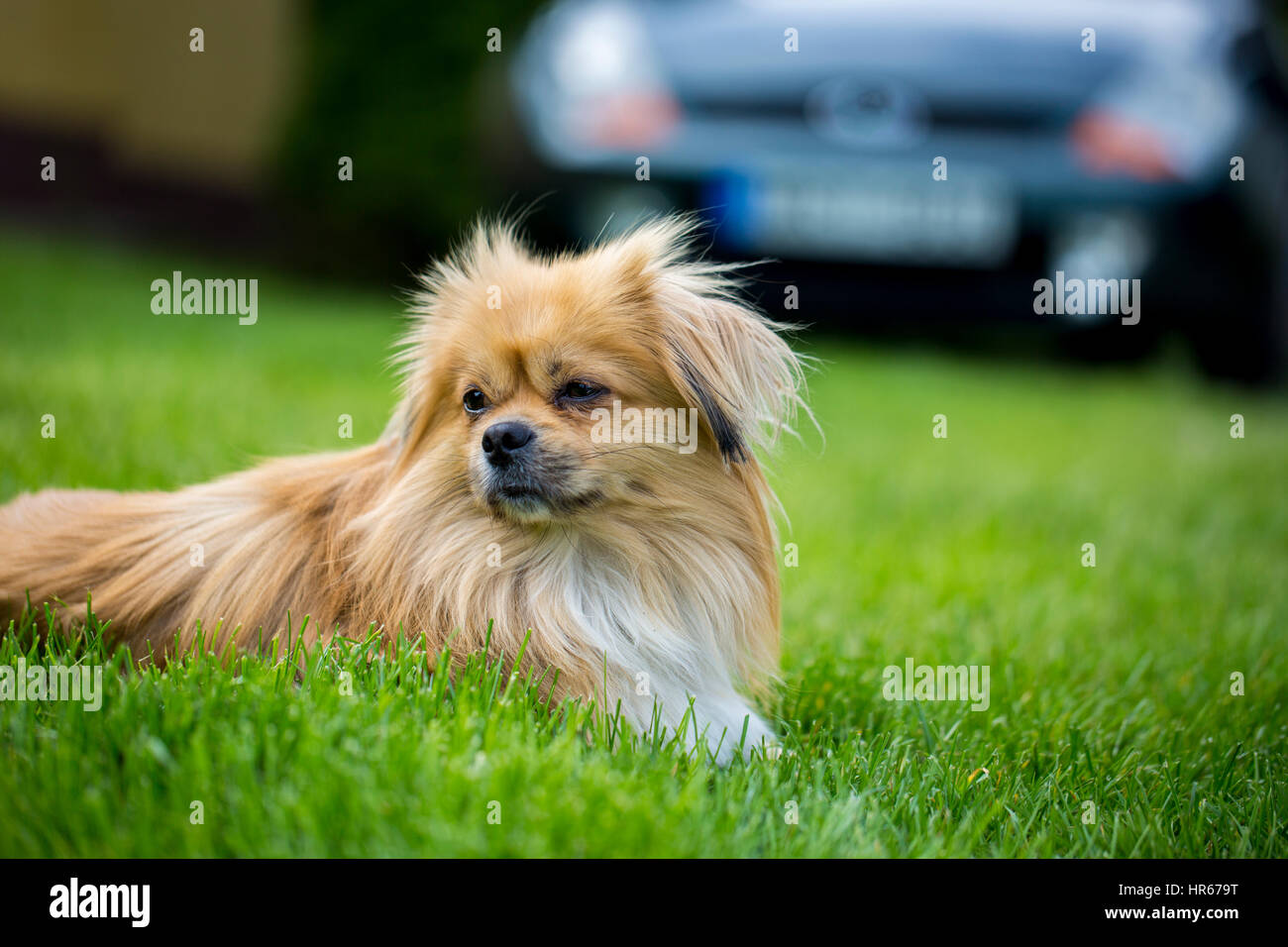 Pekingese dog portrait Stock Photo Alamy