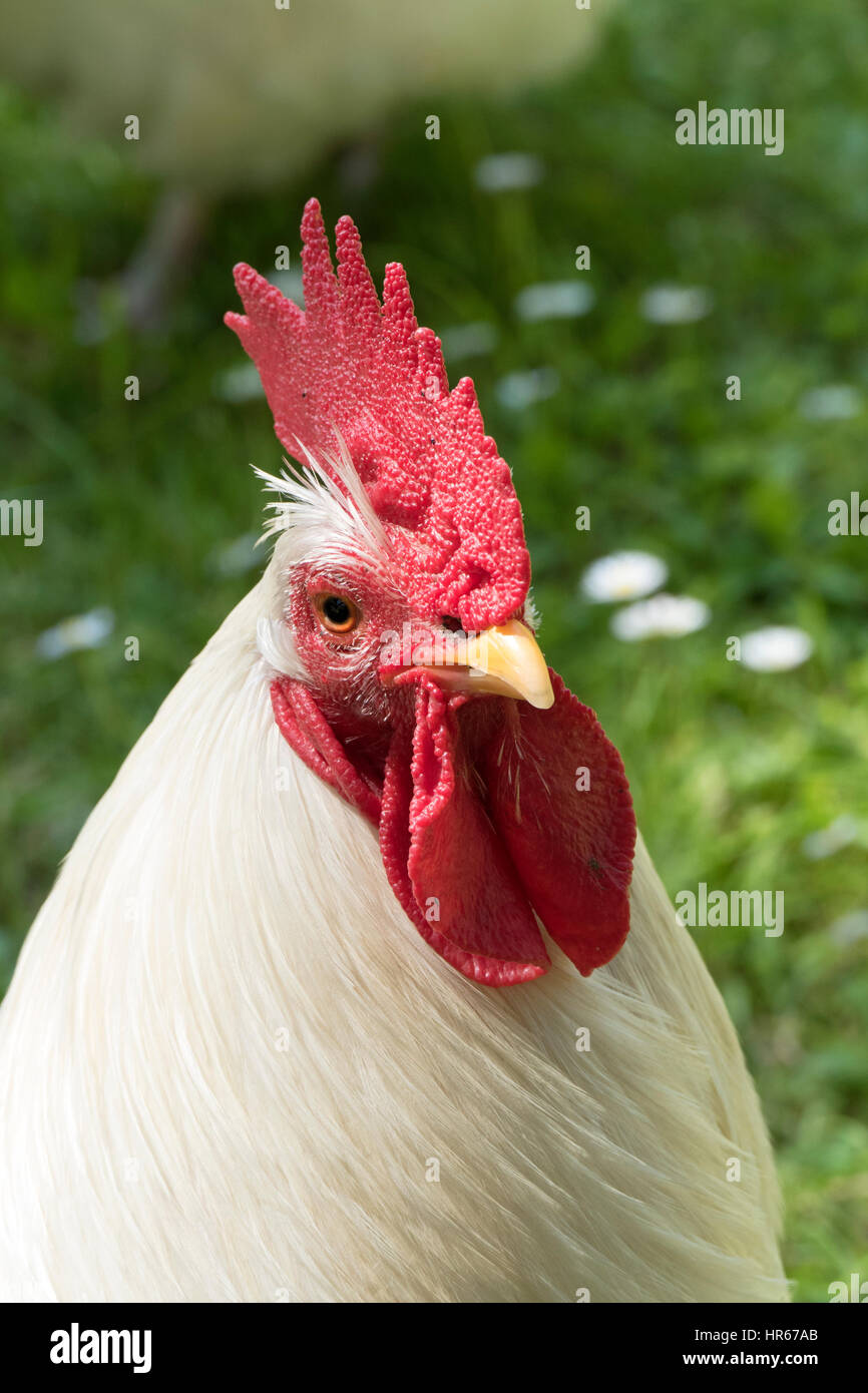 White rooster chicken looking for food. Stock Photo