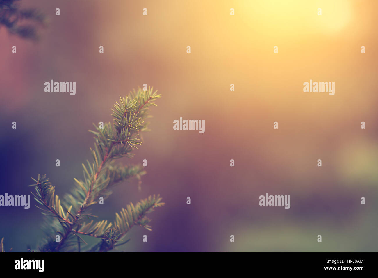 Beautiful sunrise in pine hi-res stock photography and images - Alamy