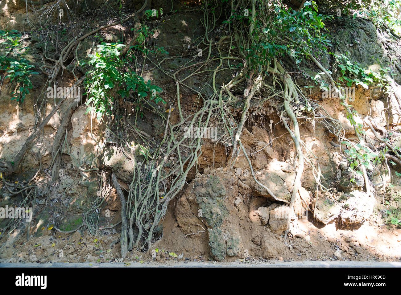 The roots of the trees on the earthen wall in the Park. Stock Photo