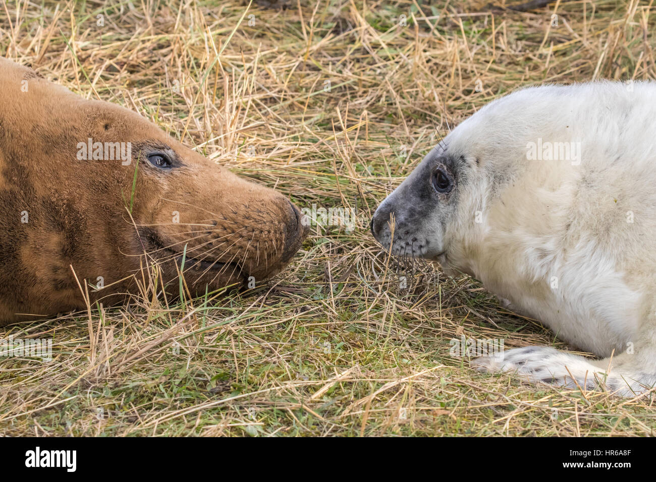 Grey Seal Pup and Cow on the beach at Donna Nook. Halichoerus grypus Stock Photo