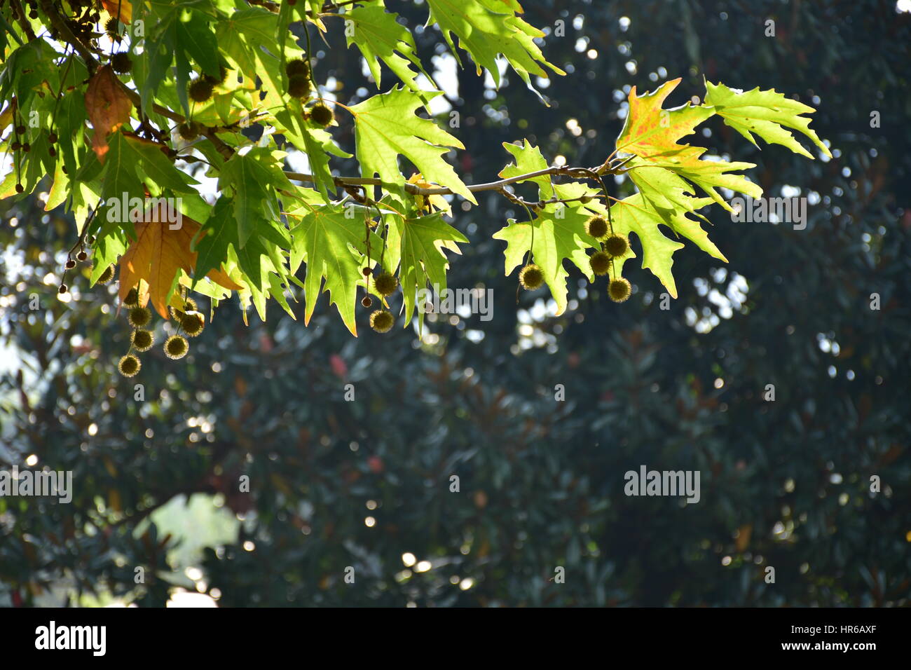A Beautiful Chinar Tree, Kashmir, India Stock Photo
