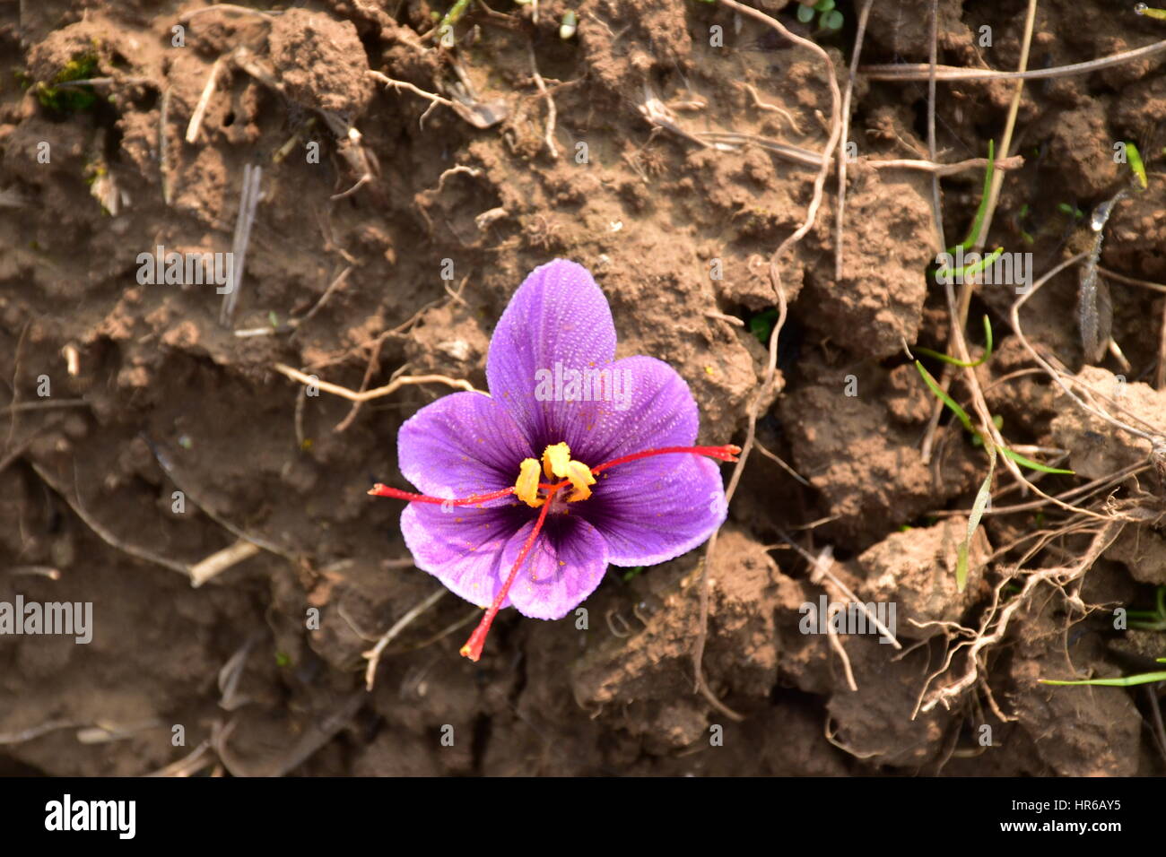 Beautiful Violet Saffron Flower, Kashmir, India Stock Photo