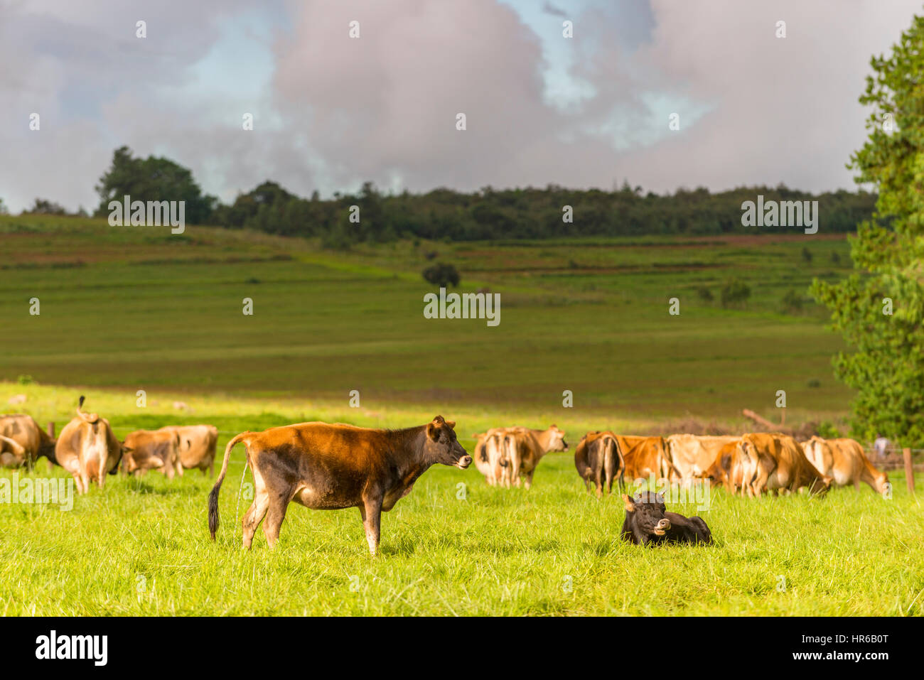 Eastern highlands agriculture zimbabwe hires stock photography and images Alamy