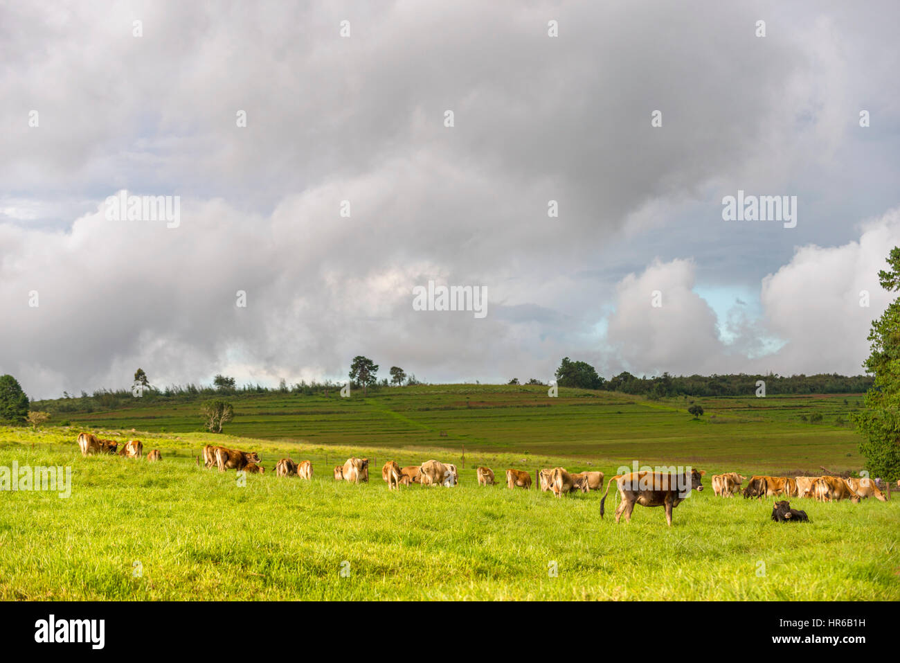 Eastern highlands agriculture zimbabwe hires stock photography and