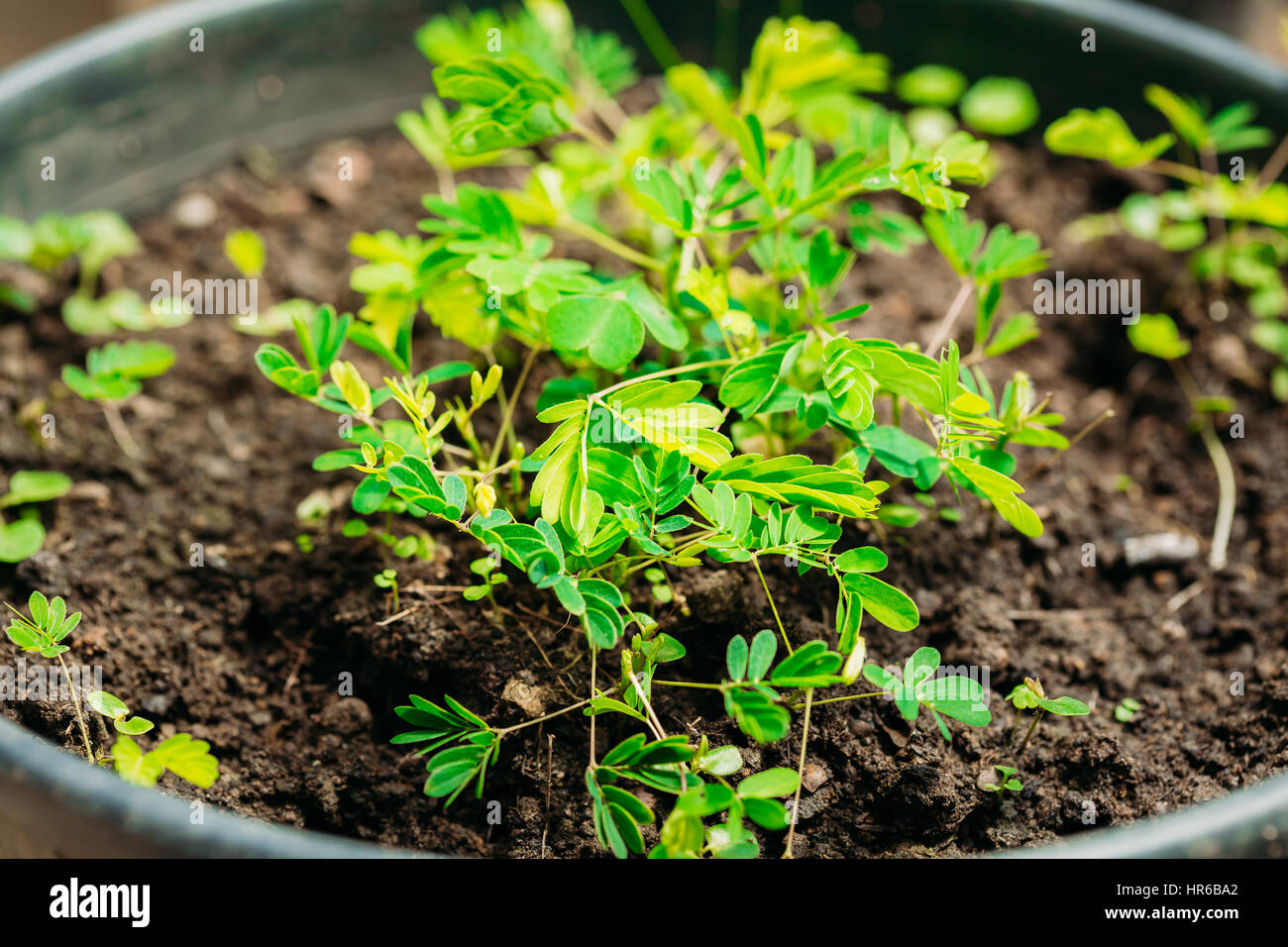 Small Green Sprouts Of Mimosa Pudica Growing From Soil In Pot In Greenhouse Or Hothouse. Mimosa Pudica Is A Sensitive Plant, Sleepy Plant, Dormilones, Stock Photo