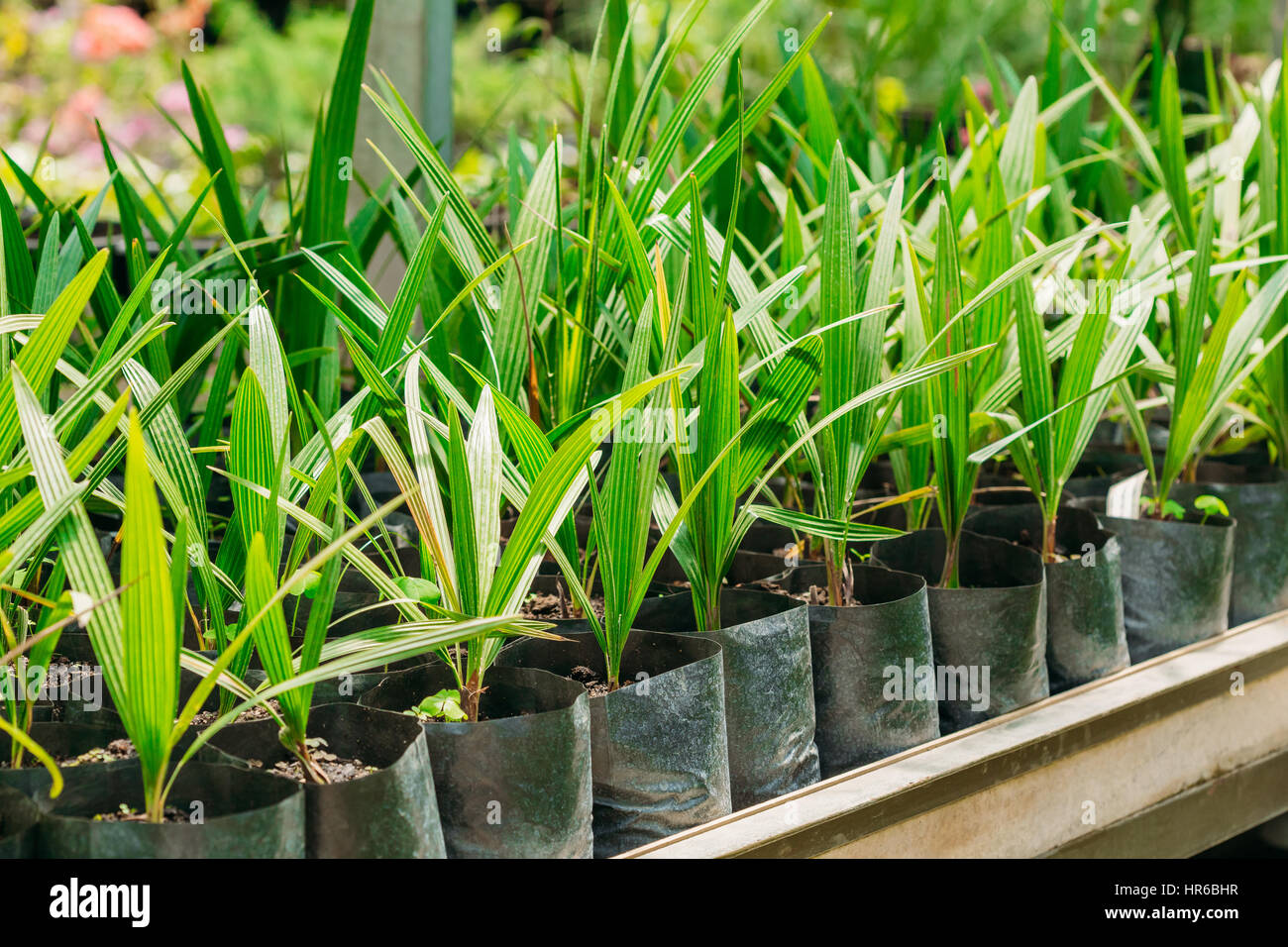 Small Green Sprouts Of Plant Palm Tree With Leaf, Leaves Growing From
