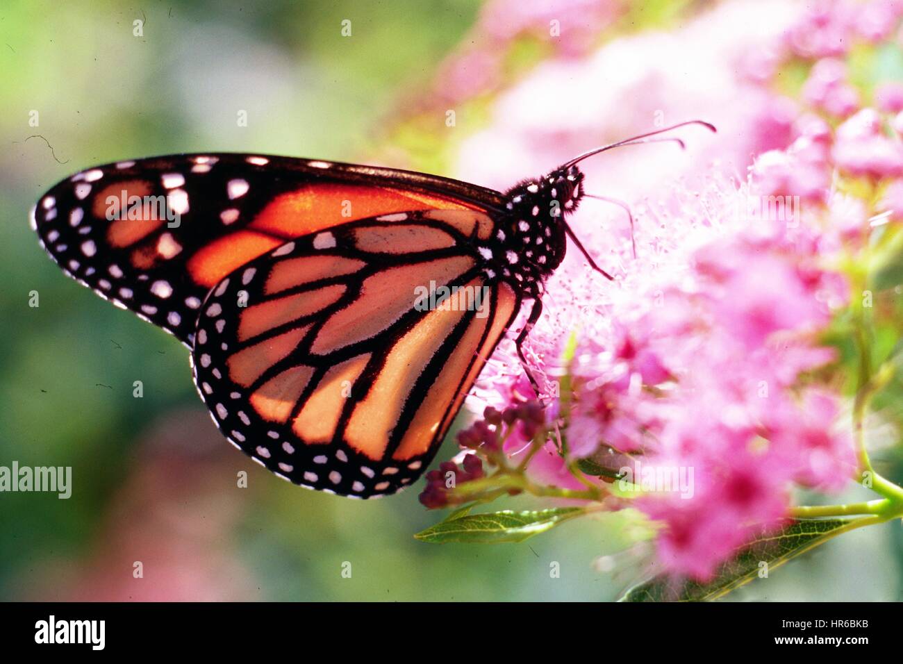 A Monarch Butterfly Collects Nectar From A Flower In The People S