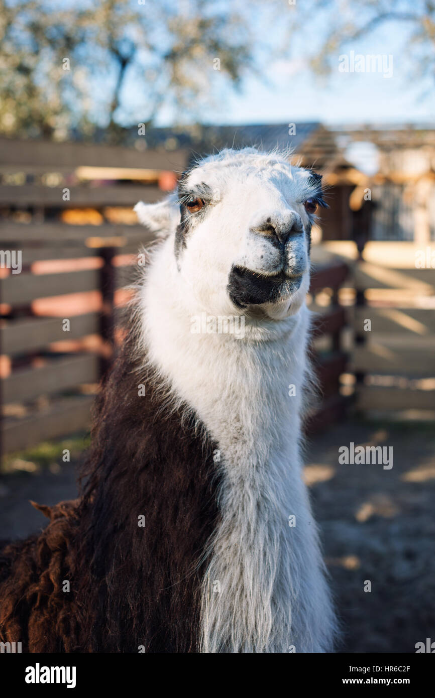 Portrait of Llama in the park or zoo. Funny domestic lama glama Stock Photo  - Alamy
