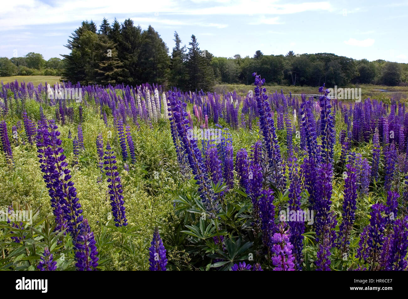 A field on lupines in bloom near Cushing, Maine Stock Photo