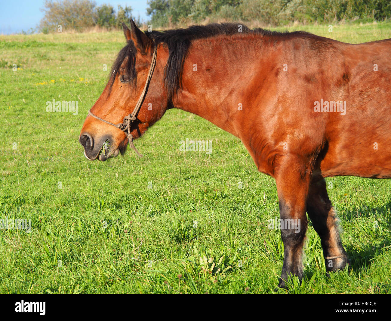 View of a brown horse in a green field Stock Photo - Alamy