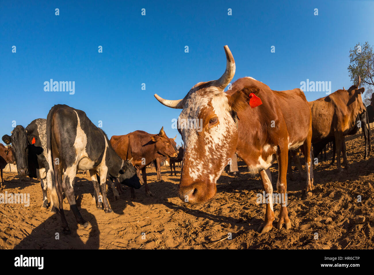 Cattle kraal hires stock photography and images Alamy