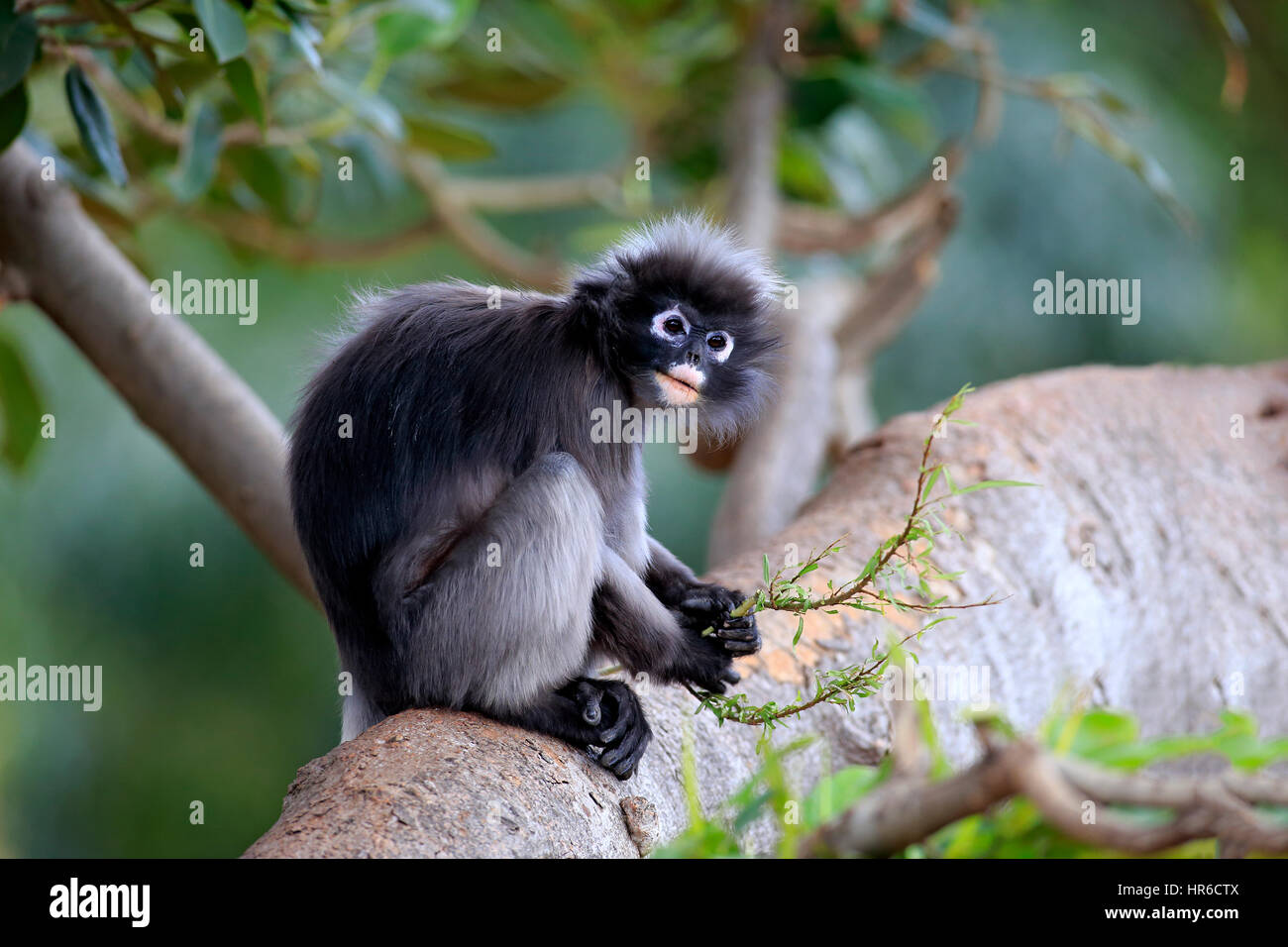 Dusky Leaf Monkey, (Trachypithecus obscurus), Presbytis obscura, adult on tree, Asia Stock Photo