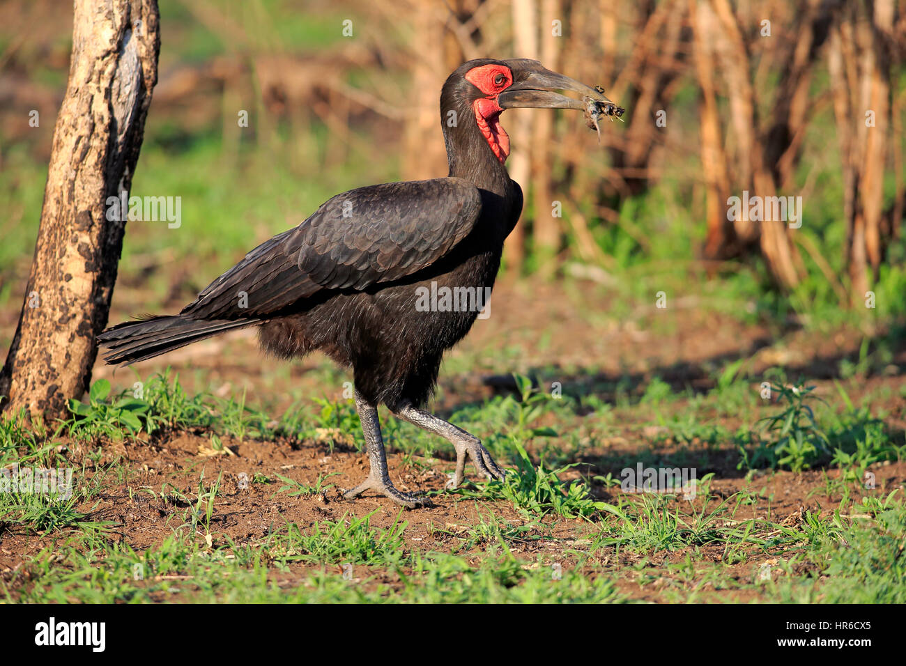 Southern Ground Hornbill, (Bucorvus leadbeateri), adult walking with prey, Kruger Nationalpark, South Africa, Africa Stock Photo