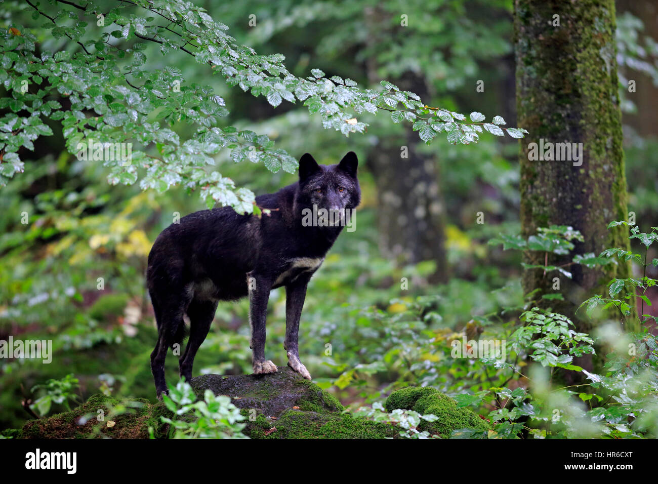 Gray Wolf, (Canis lupus lycaon), adult alert, Eifel, Germany, Europe Stock Photo