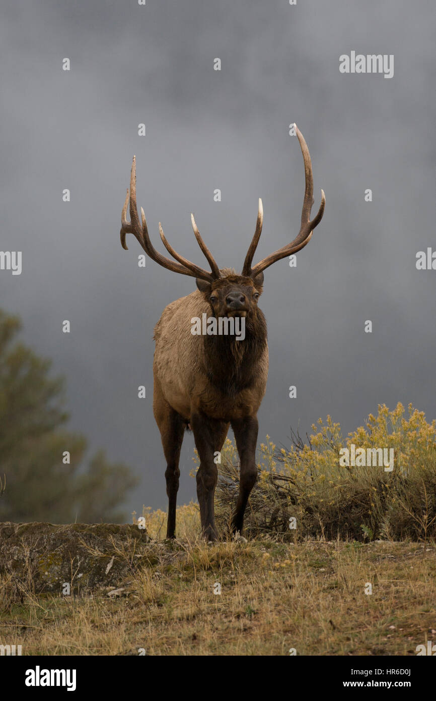A rutting bull elk (Cervus canadensis) strides purposefully from billowing clouds, Mammoth Hot Springs, Yellowstone NP. Stock Photo