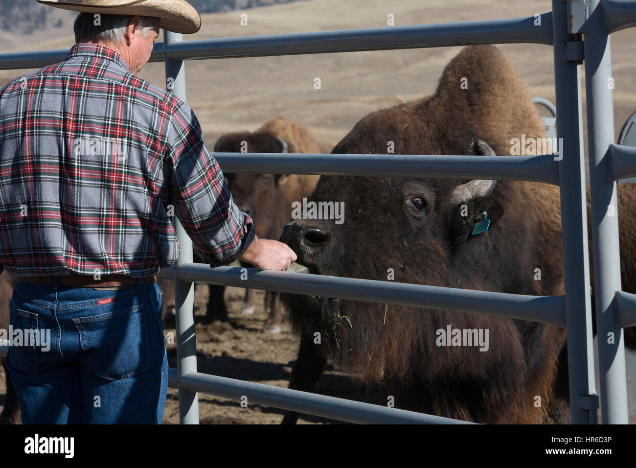 Bison rancher Chris Sullivan reaches through steel corral fencing to feed one of his bulls some cake (pelletized grain alfalfa mix), C Lazy B Ranch, D Stock Photo