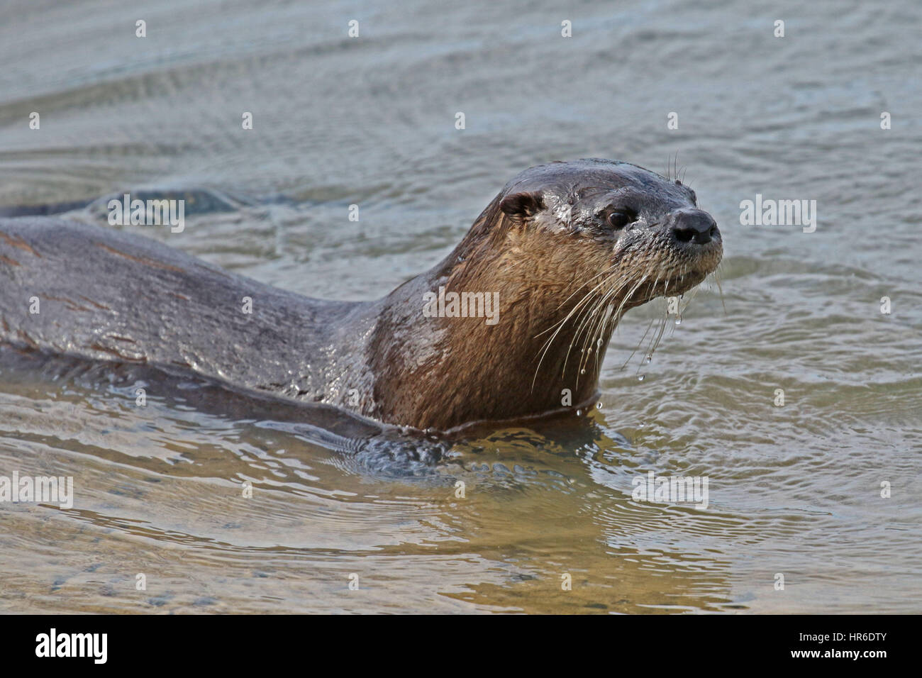 American river otter, lontra canadensis Stock Photo