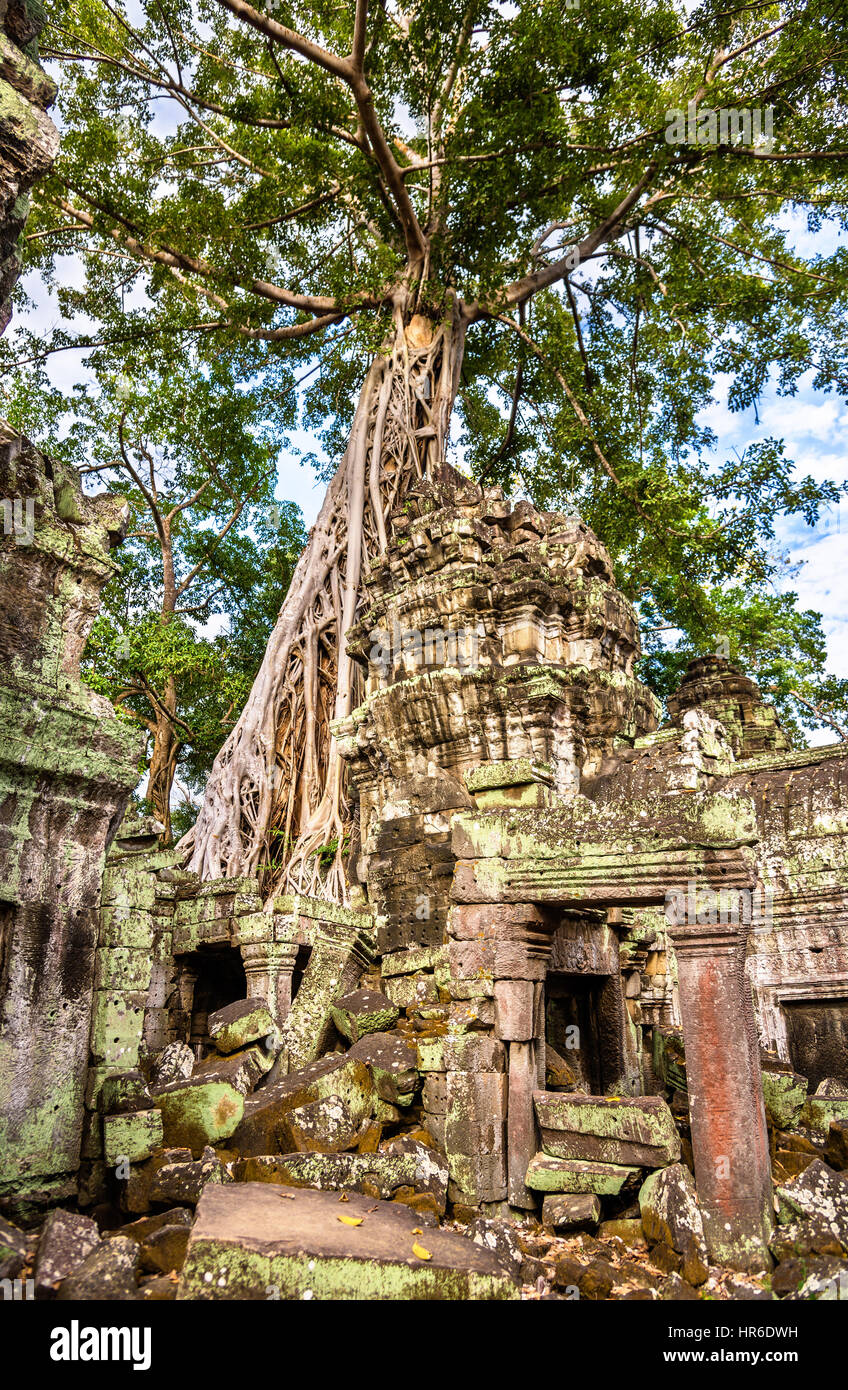 Ta Prohm Temple at Angkor in Cambodia Stock Photo