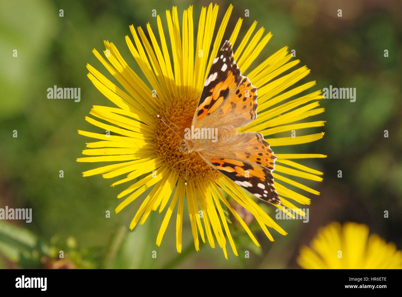 Butterfly sits on a flower drink nectar from yellow flowers and ...