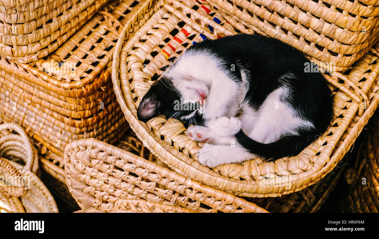 A lazy sleeping cat in the basket Stock Photo