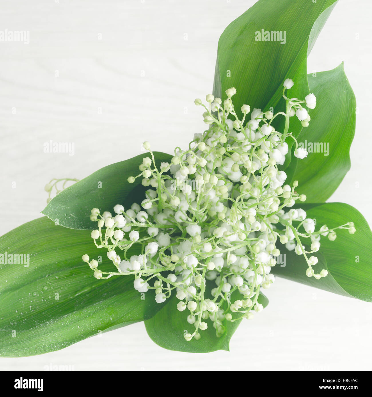 Lily valley flowers frame hi-res stock photography and images - Alamy