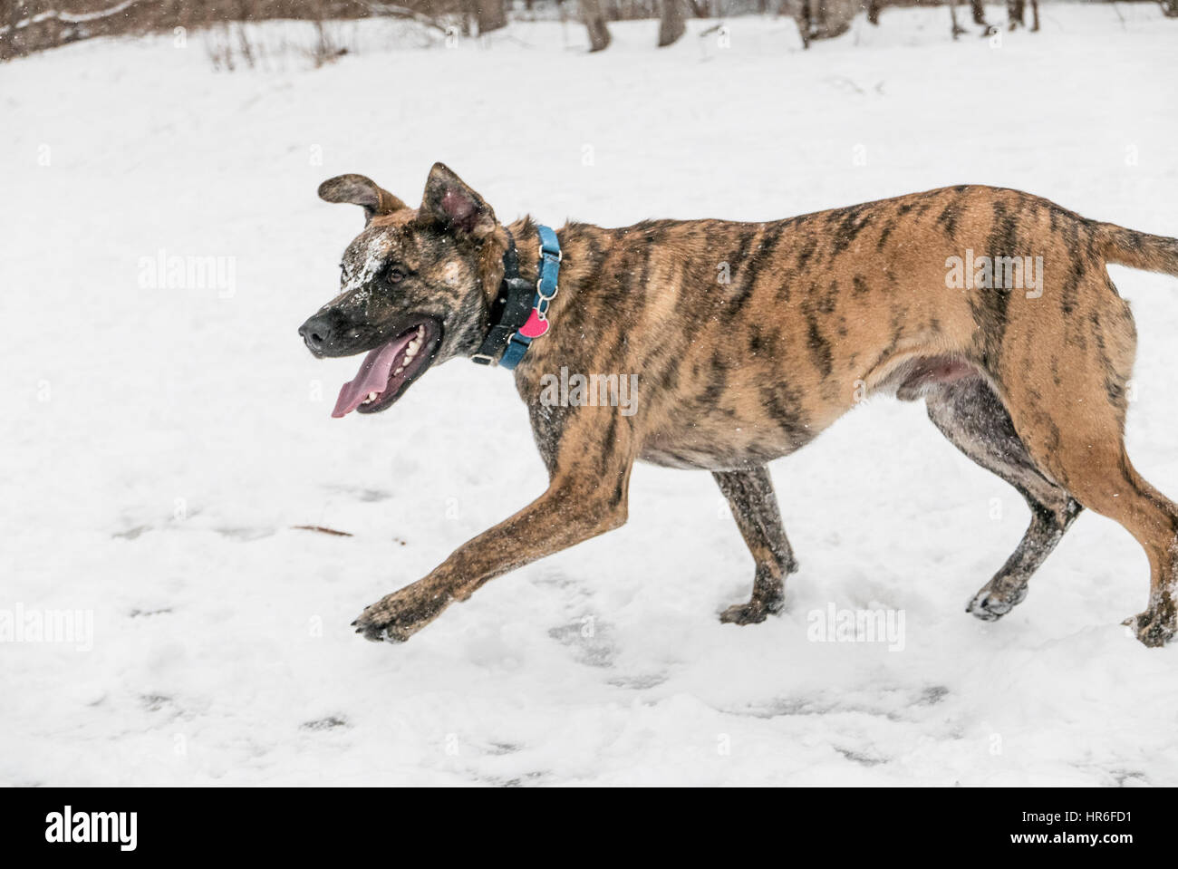 what is a reverse brindle mastiff