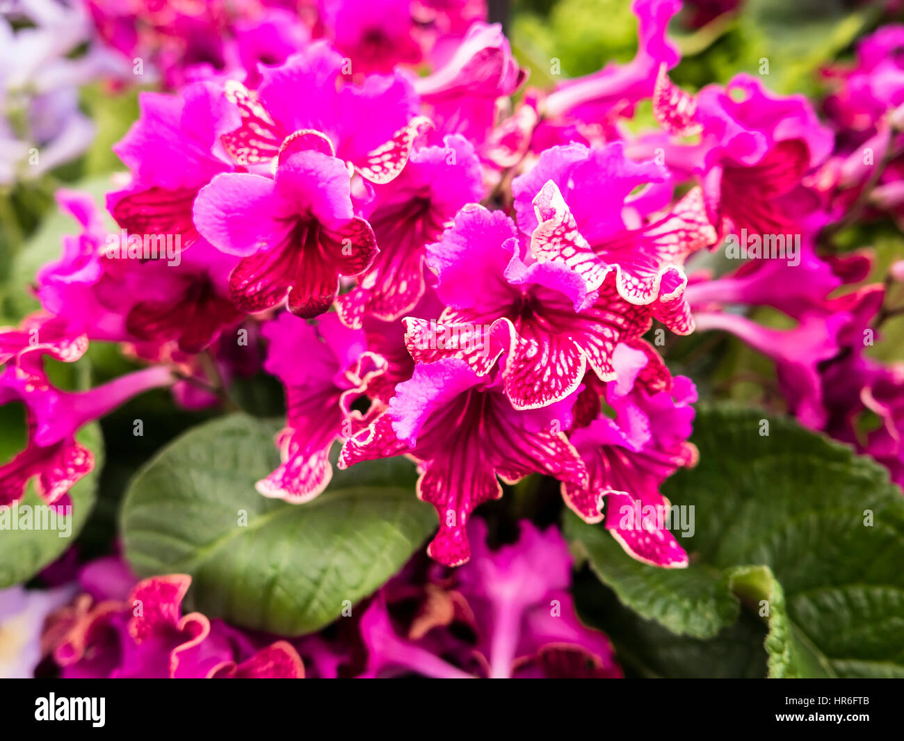 Streptocarpus Cariad flowering at a show in UK Stock Photo