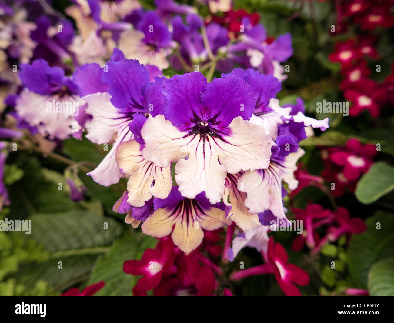 Streptocarpus Harlequin Delft flowering at a show in UK Stock Photo