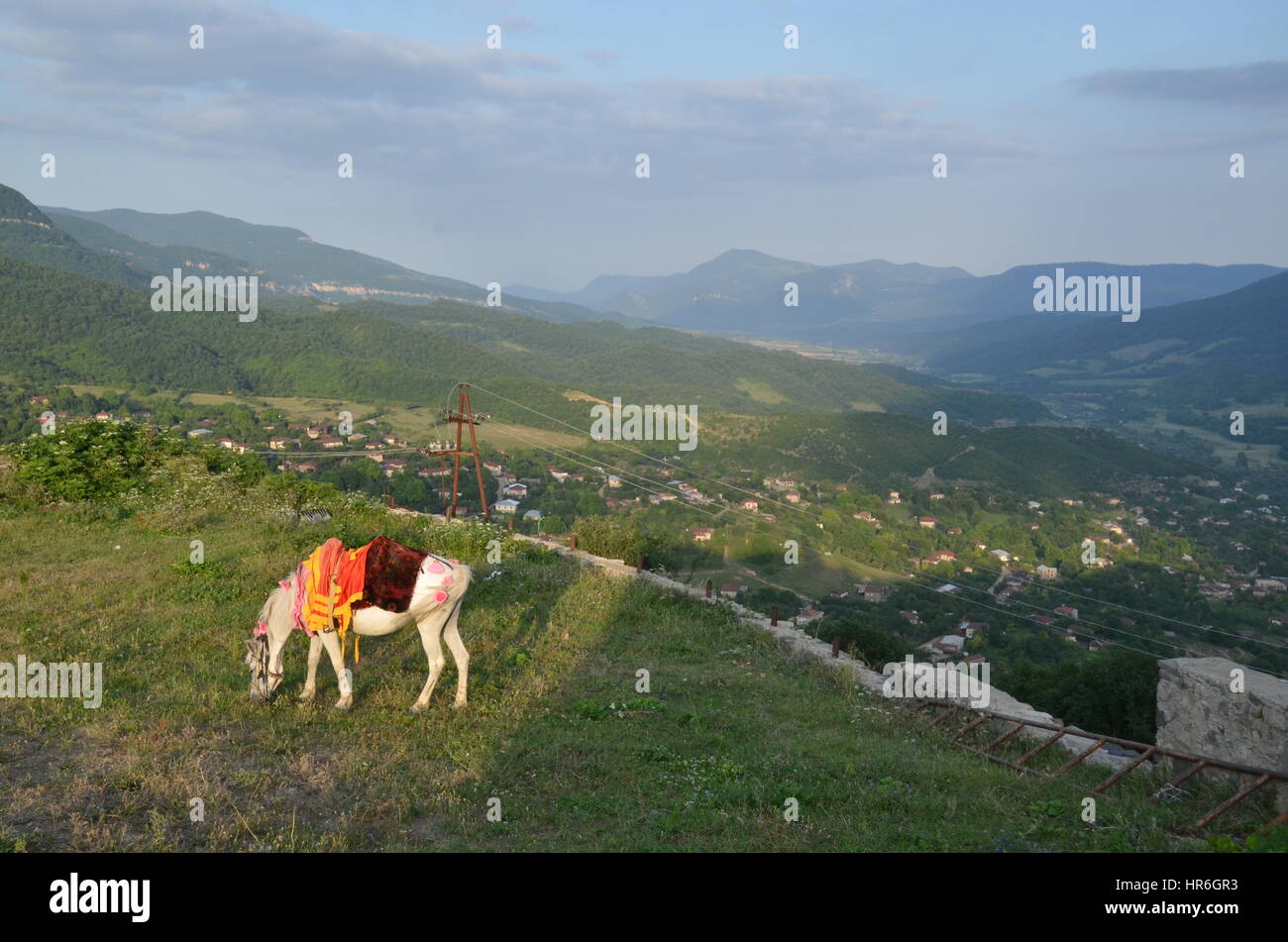 A white horse in the nature Stock Photo - Alamy
