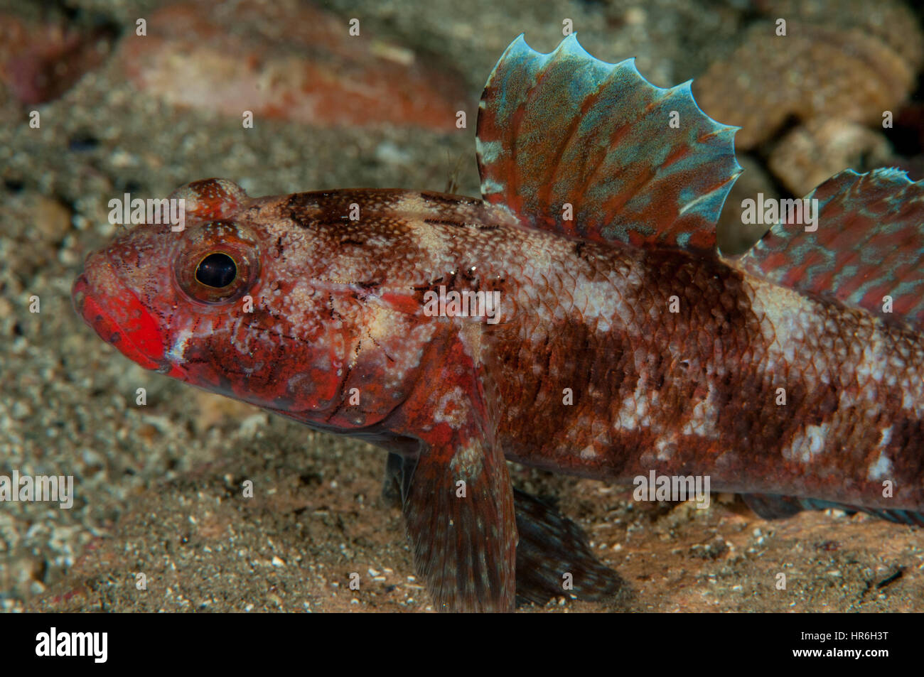 Red mouth goby gobius hires stock photography and images Alamy