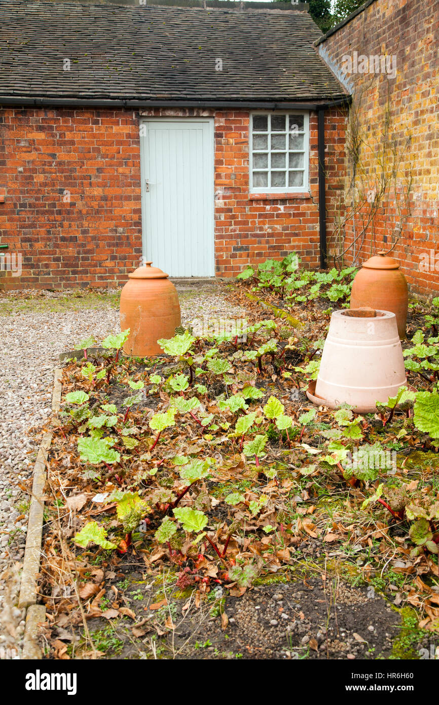 Rhubarb growing in an cottage garden some under forcing pots Stock Photo