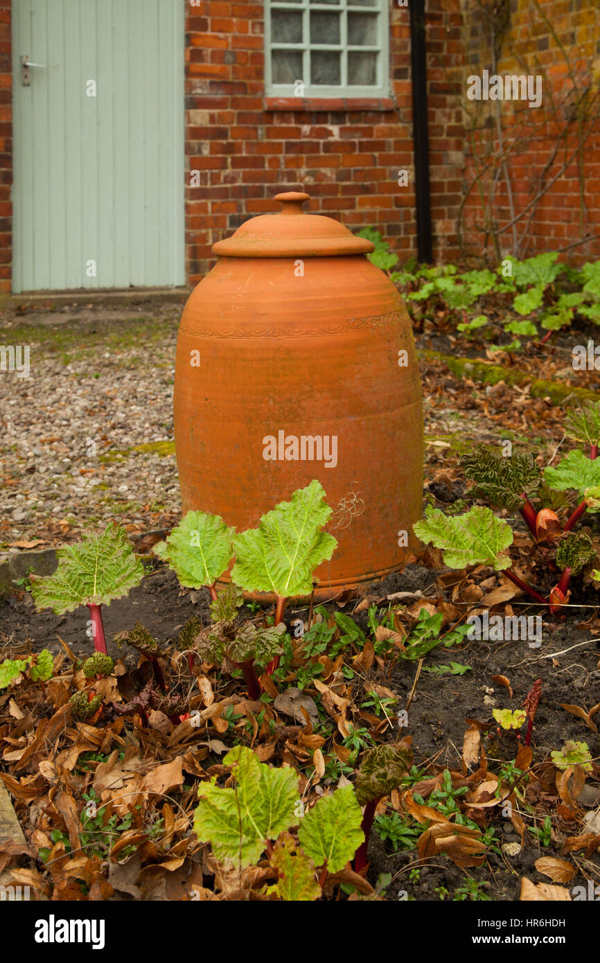 Rhubarb growing in an cottage garden some under forcing pots Stock Photo