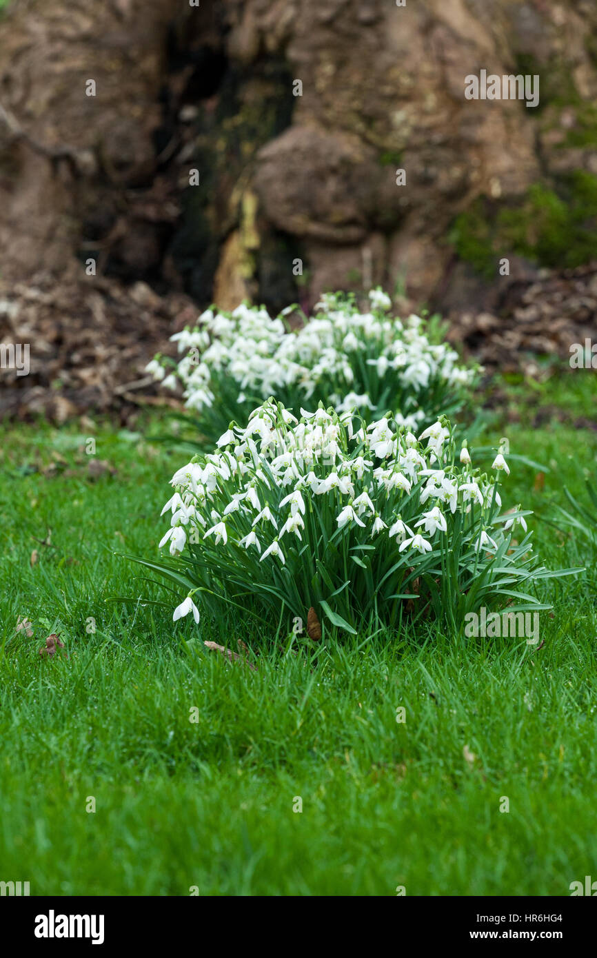 Snowdrops growing through the grass at the base of a tree Stock Photo