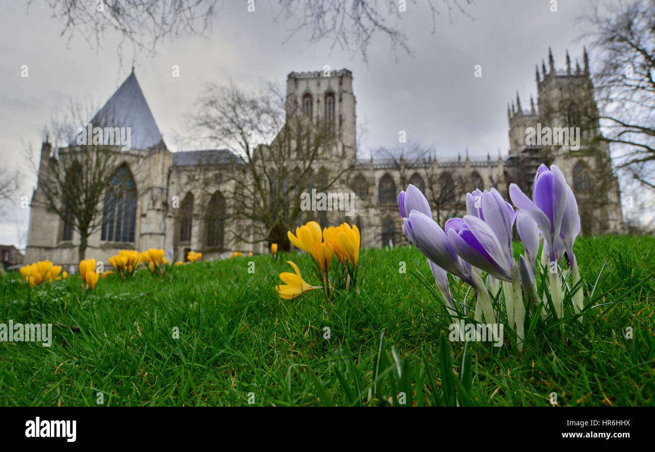 Crocuses growing in Dean's Park next to York Minster, North Yorkshire, UK. Picture: Scott Bairstow Stock Photo