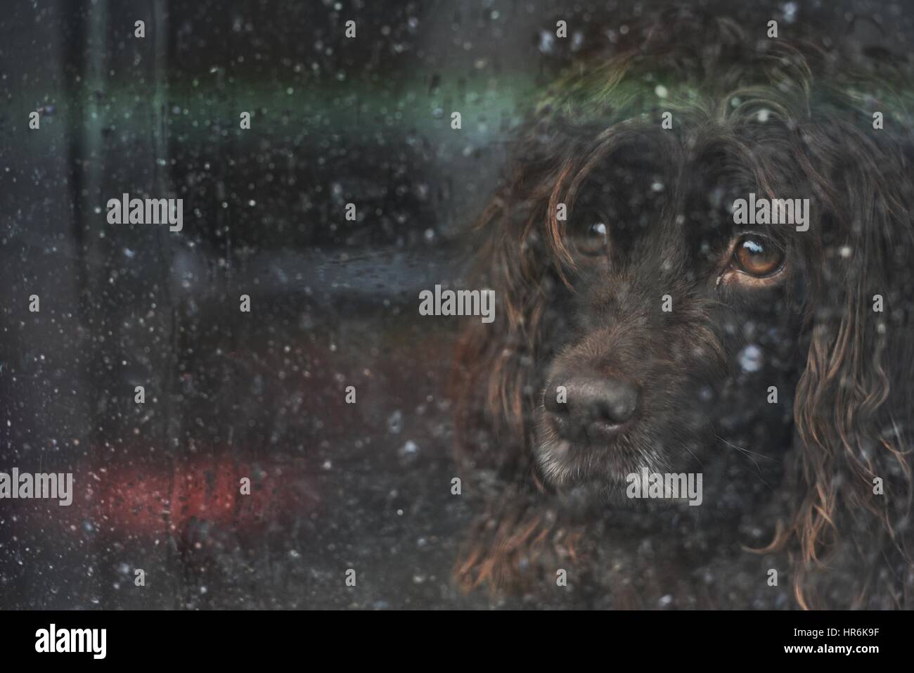 East Sussex, UK. 27th February 2017. Sad looking dog looking out of a rain splashed window in Ripe, East Sussex, as wet and windy weather continues. Credit: Peter Cripps/Alamy Live News Stock Photo