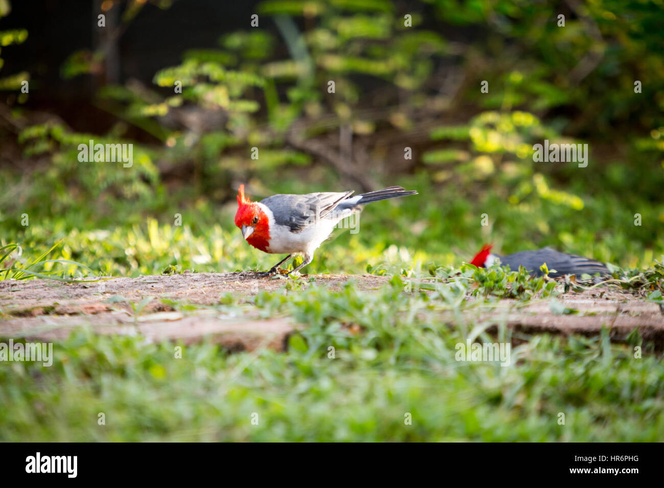 Asuncion, Paraguay. 26th Feb, 2017. A pair of red-crested cardinal (Paroaria coronata) songbird forage on the brick path with grass, is seen during sunny afternoon in Asuncion, Paraguay. Credit: Andre M. Chang/Alamy Live News Stock Photo