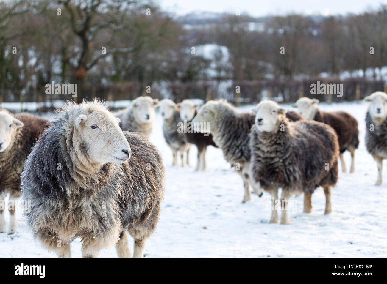 Herdwick sheep in a snow covered field in rural Flintshire in North Wales after recent snow fall Stock Photo
