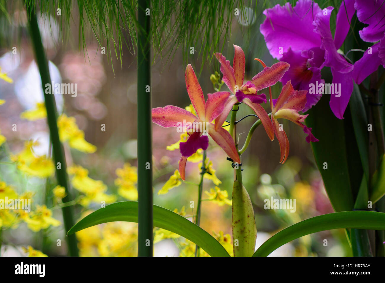 Beautiful orchids hi-res stock photography and images - Alamy