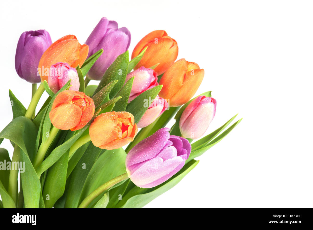 Bright various tulips on the white background Stock Photo - Alamy