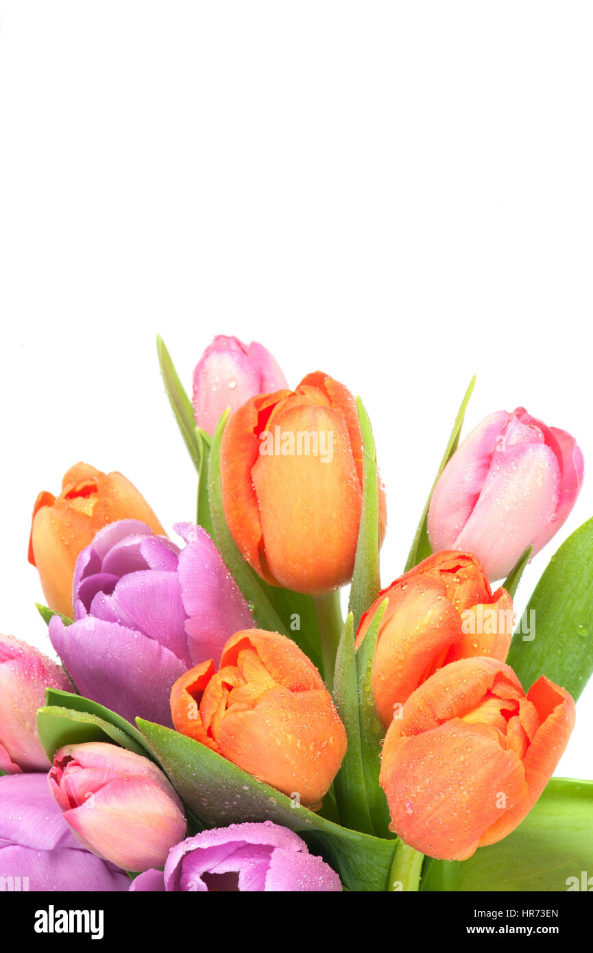 Bright various tulips on the white background Stock Photo - Alamy
