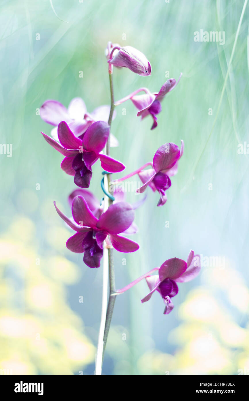 Sunny orchids hi-res stock photography and images - Alamy
