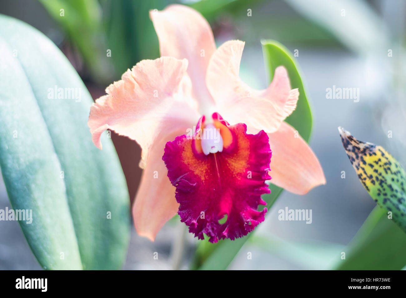 Sunny orchids hi-res stock photography and images - Alamy