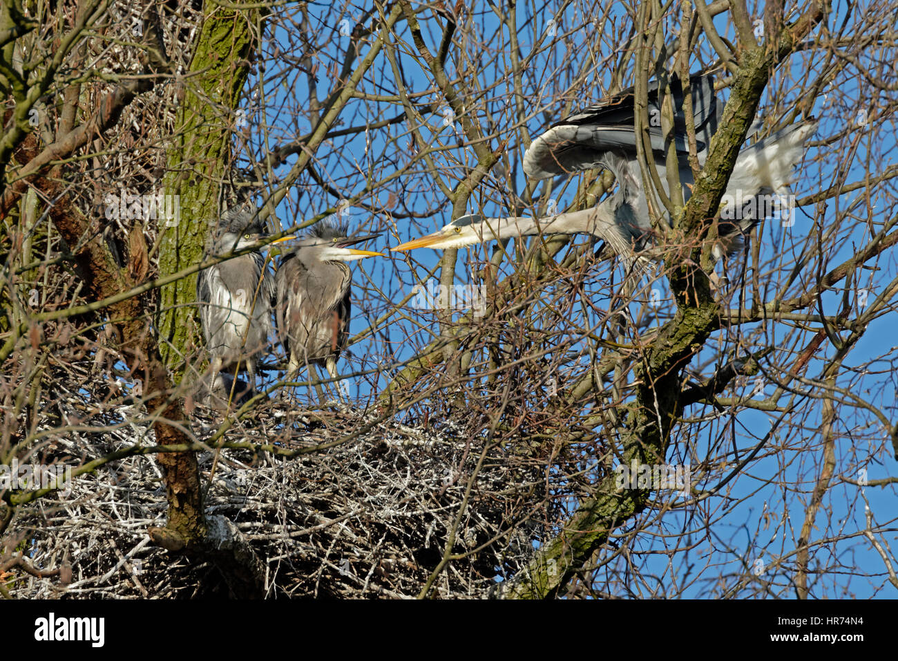 Grey Heron (Ardea cinerea), colony, Hamburg, Germany, Europe Stock Photo
