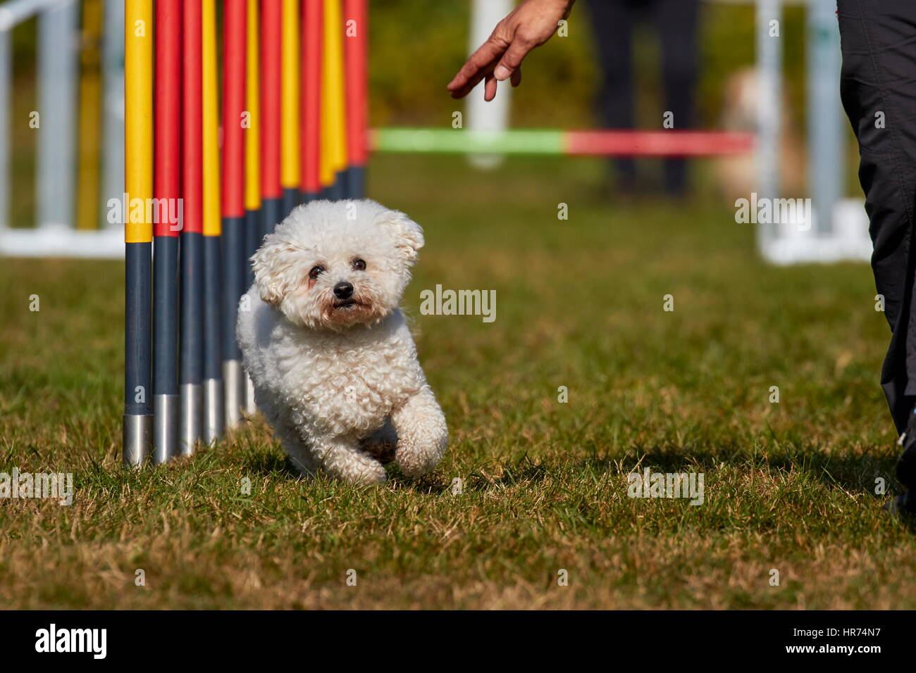 Bichon à poil frisé doing the slalom in dog agility trial Stock Photo