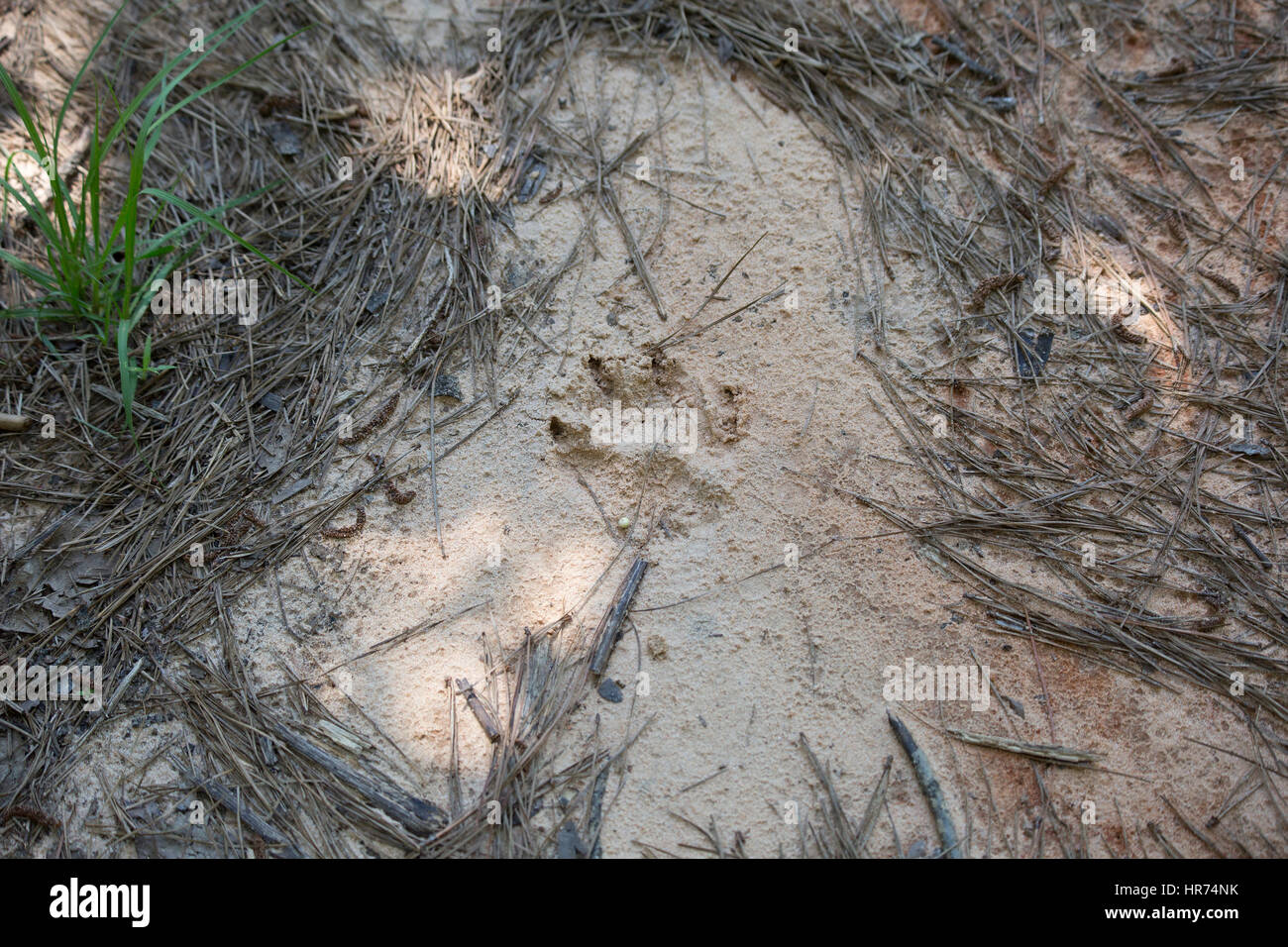 Dog tracks mud hires stock photography and images Alamy