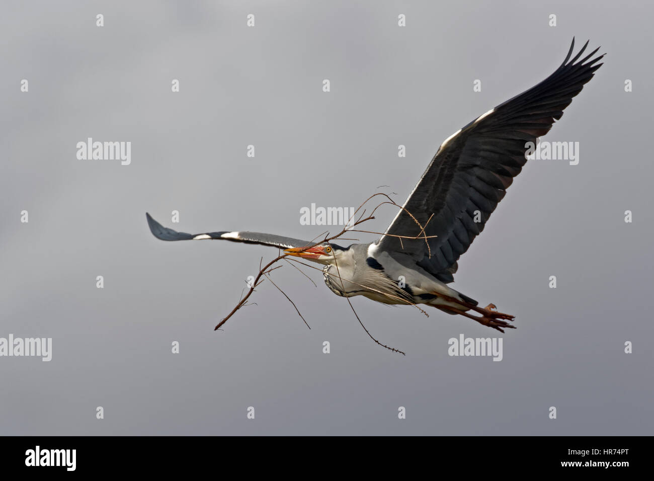 Grey Heron (Ardea cinerea), in flight, Schleswig Holstein, Germany Stock Photo