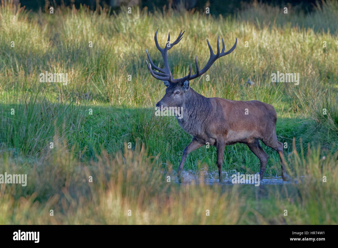 Red Deer (Cervus elaphus), Germany, Europe Stock Photo