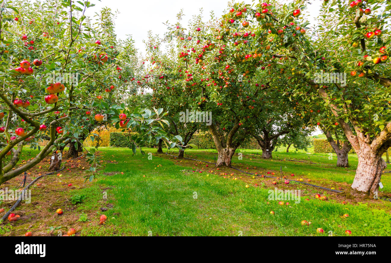 Apple on trees in orchard in fall season Stock Photo
