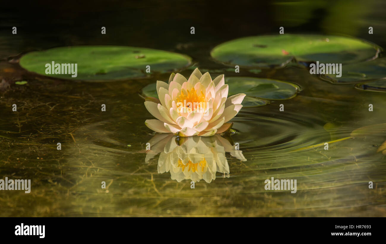 A beautiful water lily growing in a pond. Color image Stock Photo Alamy